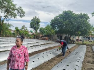 Warga Binaan Lapas Wahai Tanam 3.175 bibit Jagung