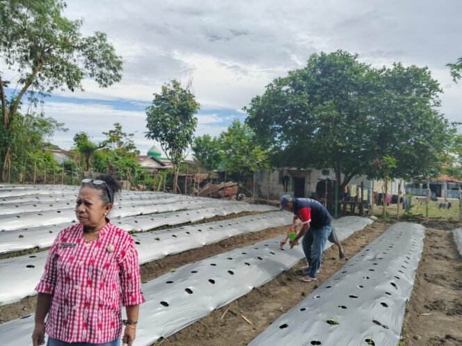 Warga Binaan Lapas Wahai Tanam 3.175 bibit Jagung