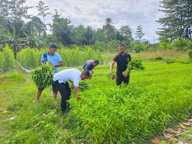 Lapas Piru Kembangkan Pertanian Warga Binaan
