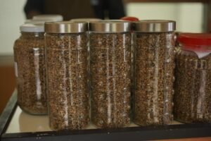 PLN MMU Dorong Kopi Maluku Mendunia