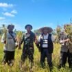 Anggota DPD RI Letjen TNI (Purn) Nono Sampono ikut panen raya di Desa Waihatu, Kabupaten Seram Bagian Barat, Provinsi Maluku, Kamis, 16 Oktober 2025
