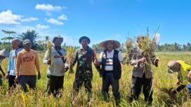 Anggota DPD RI Letjen TNI (Purn) Nono Sampono ikut panen raya di Desa Waihatu, Kabupaten Seram Bagian Barat, Provinsi Maluku, Kamis, 16 Oktober 2025