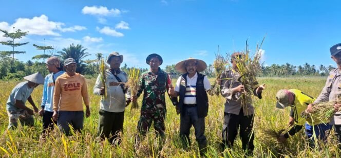 Anggota DPD RI Letjen TNI (Purn) Nono Sampono ikut panen raya di Desa Waihatu, Kabupaten Seram Bagian Barat, Provinsi Maluku, Kamis, 16 Oktober 2025